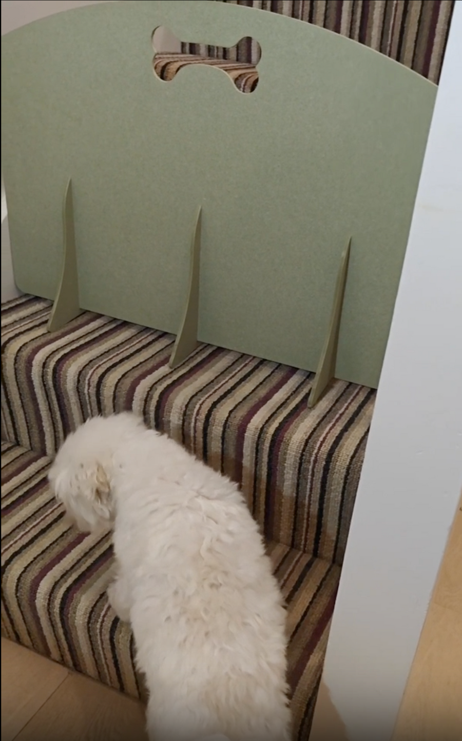 A small white fluffy dog stands on a striped carpeted staircase in a home interior, facing a light green cardboard stair gate with a bone-shaped cutout at the top.