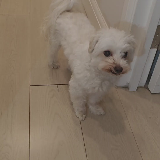 Dog Stopper video 